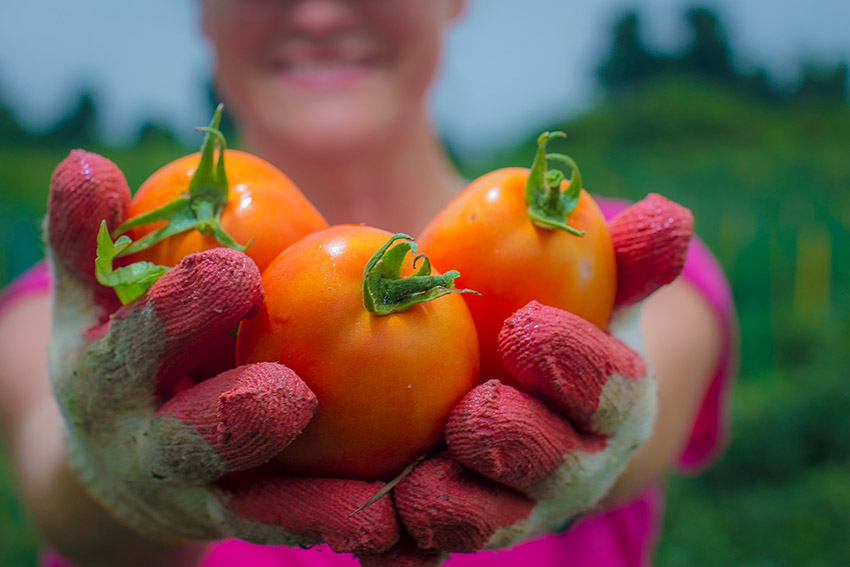 handful-of-picked-ripe-tomatoes.jpg
