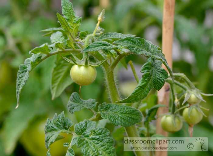tomato_plant_in_garden_5A.jpg