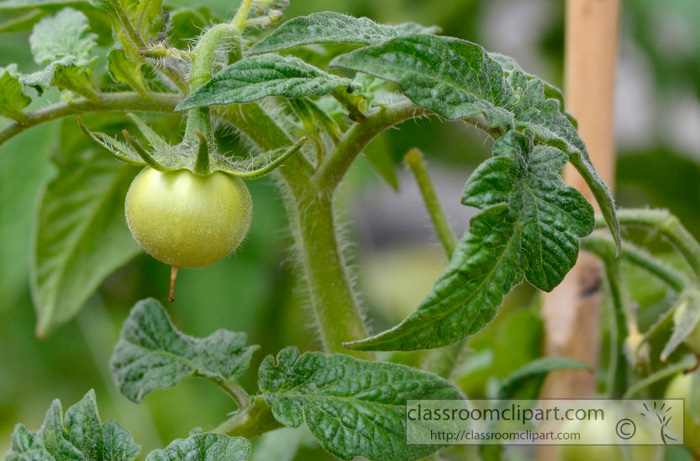 tomato_plant_in_garden_5b.jpg