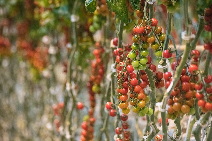 vine-ripened-tomatoes-frowing-in-greenhouse.jpg