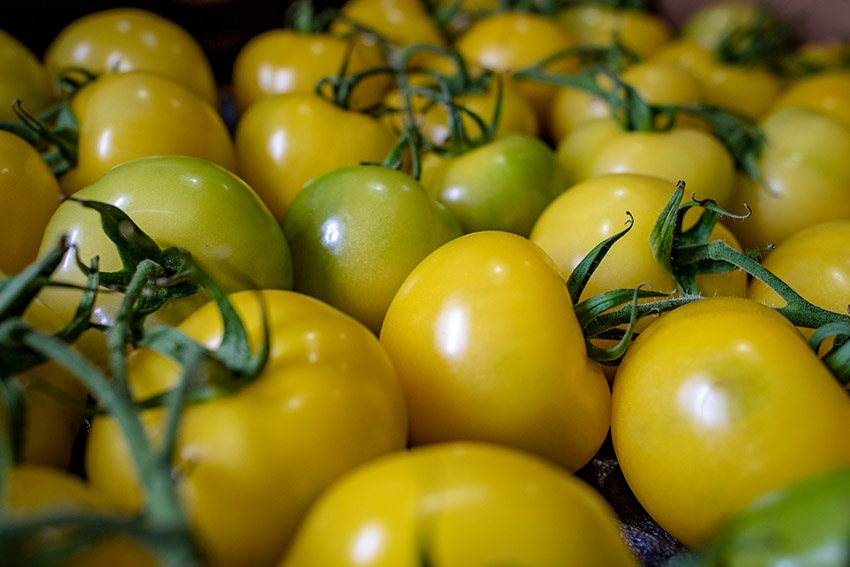 yellow-tomatoes-fresh.jpg