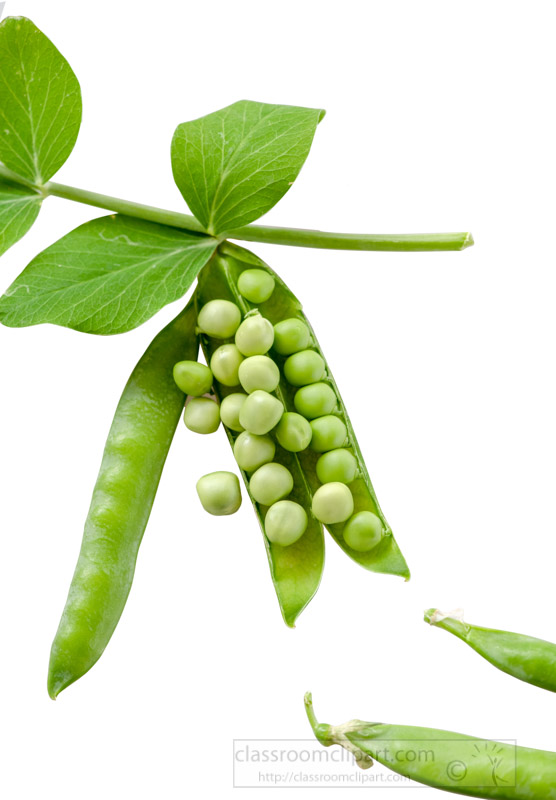 freshly-picked-peas-with-open-pod-on-white-background-image-6014.jpg