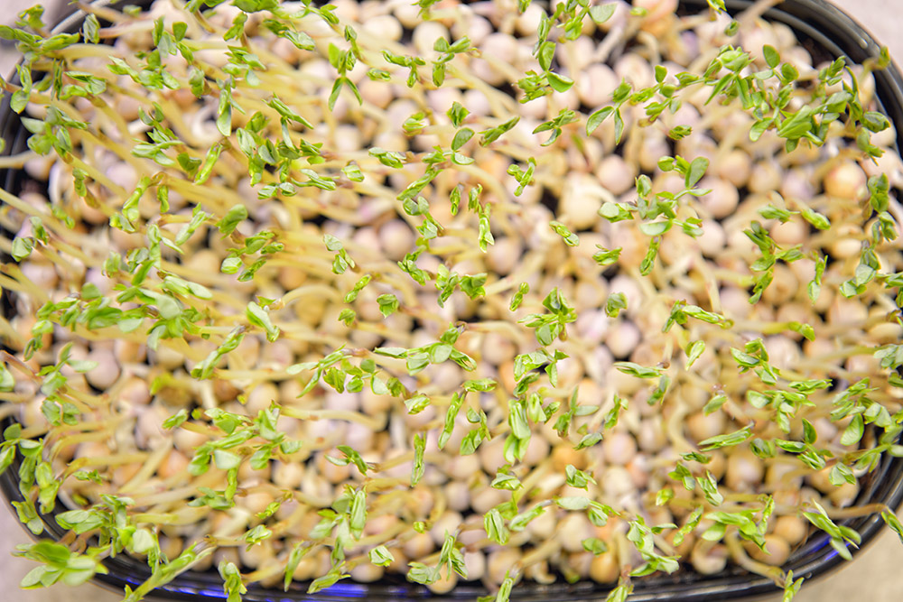 germinating-microgreens-pea-sprouts-in-tray.jpg