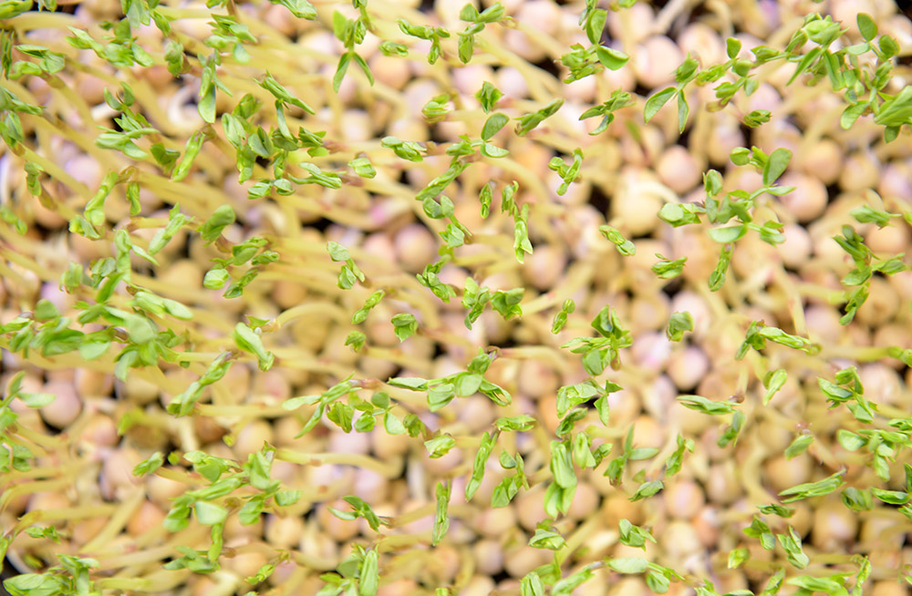 germinating-microgreens-pea-sprouts.jpg