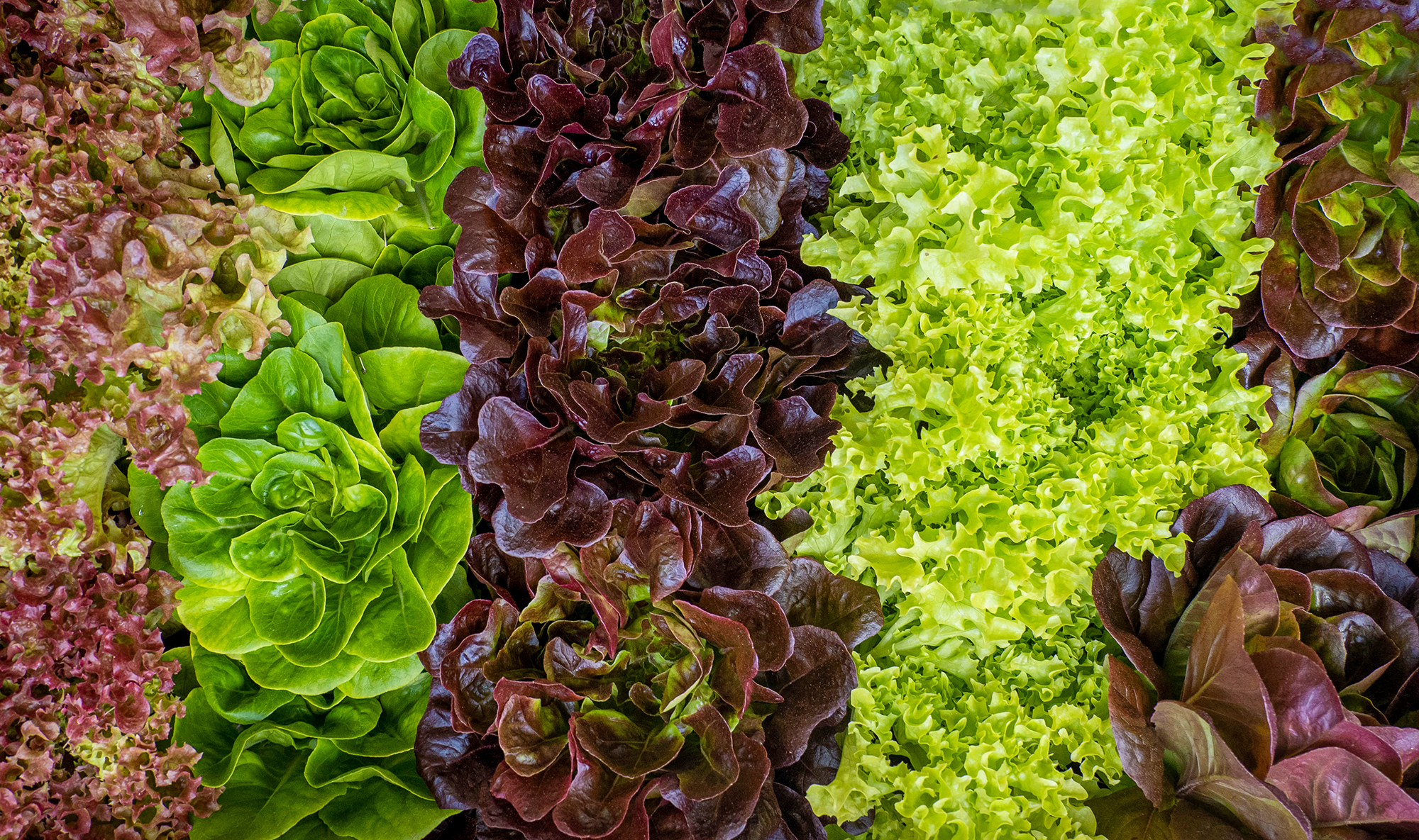 hydroponics-seven-varieties-of-lettuce-florida.jpg