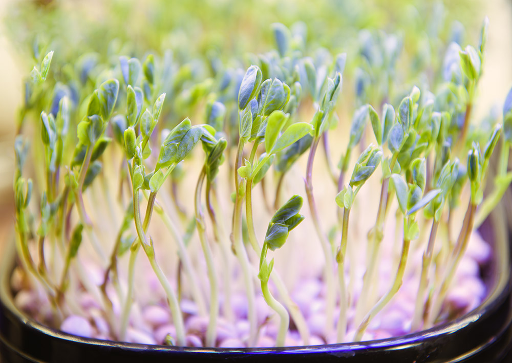 microgreen-pea-sprouts-growing-in-small-tray.jpg