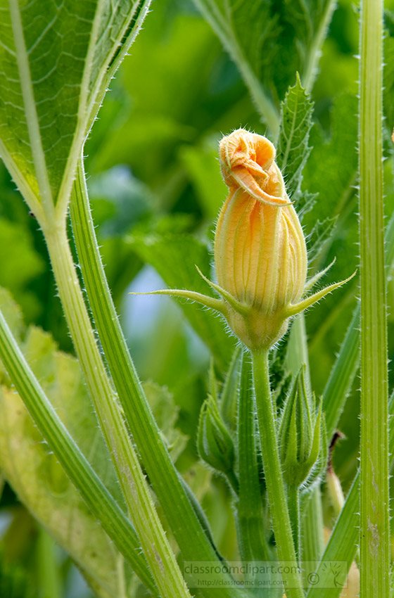 zuccini-flower-closeup-photo.jpg