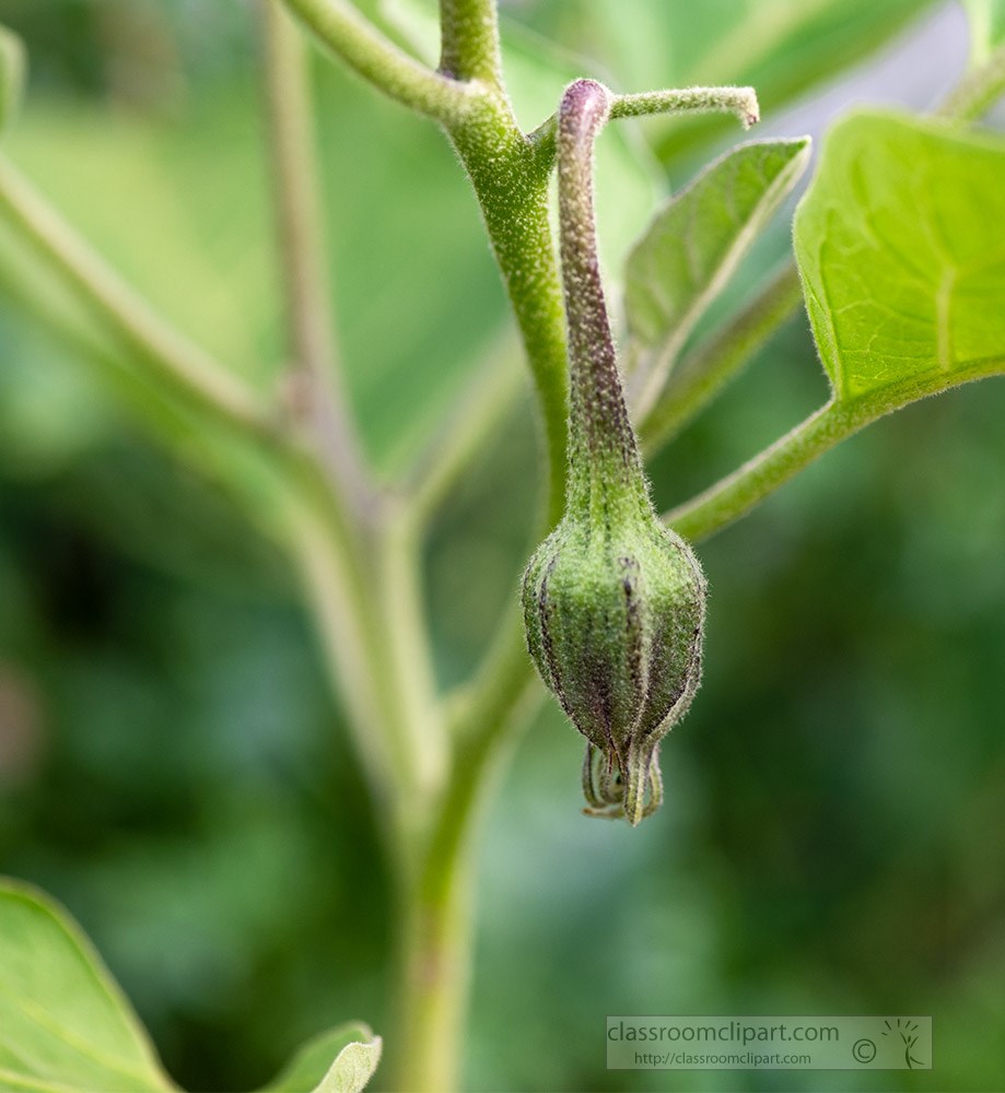 early-formation-of-growing-eggplant.jpg