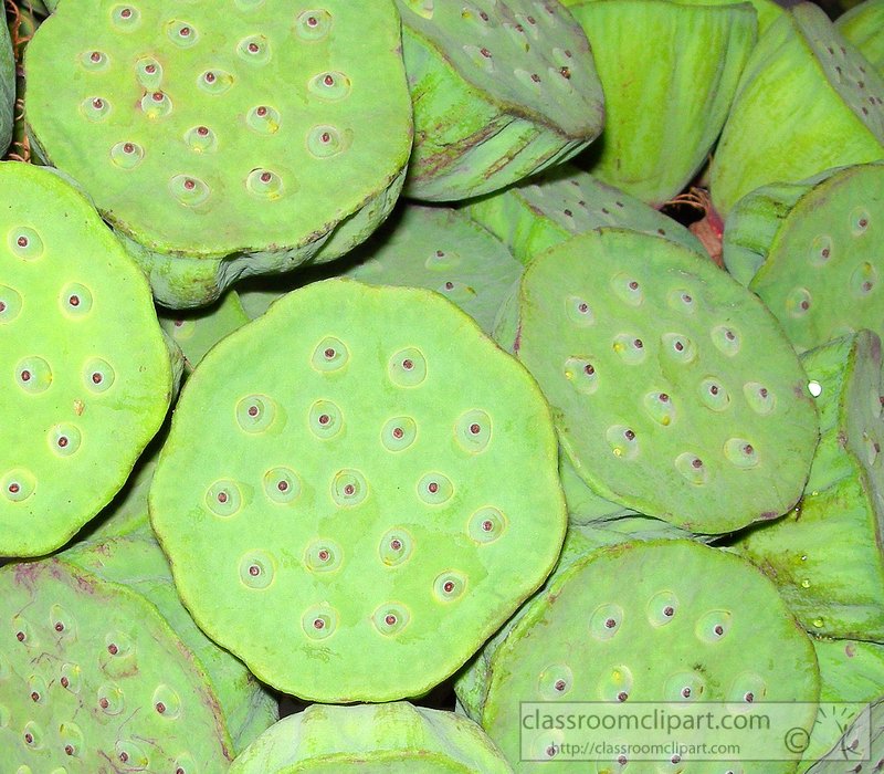green-lotus-flower-seed-pod-photo-image2015b.jpg