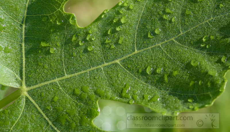 photo-close-up-fruit-tree-leaf-covered-with-morning-mist-image-4495.jpg