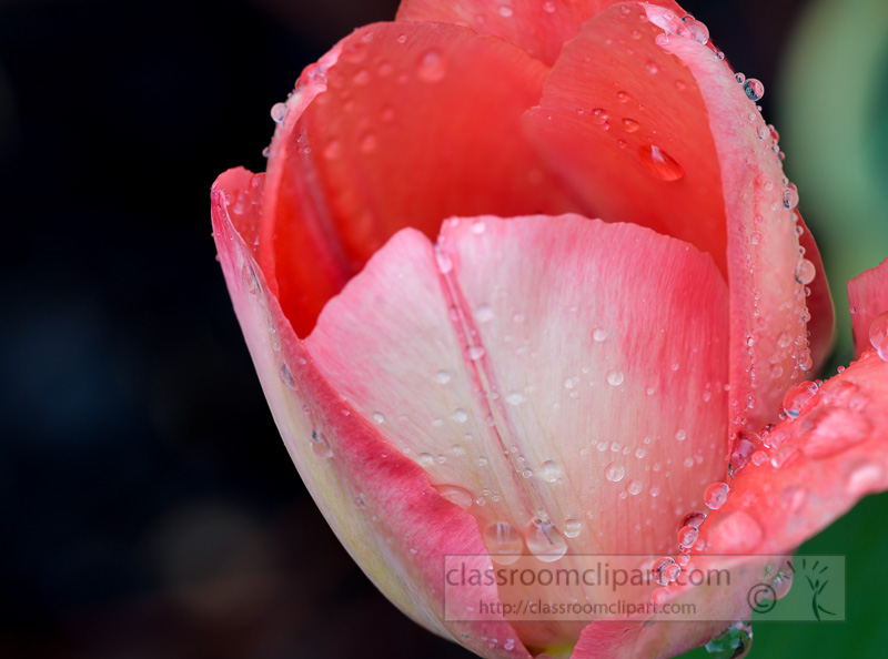 pink-tulip-with-rain-drops-scattered-on-petals-photo-504738E2.jpg