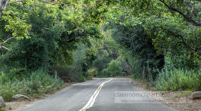tree-covered-road-california-6635.jpg