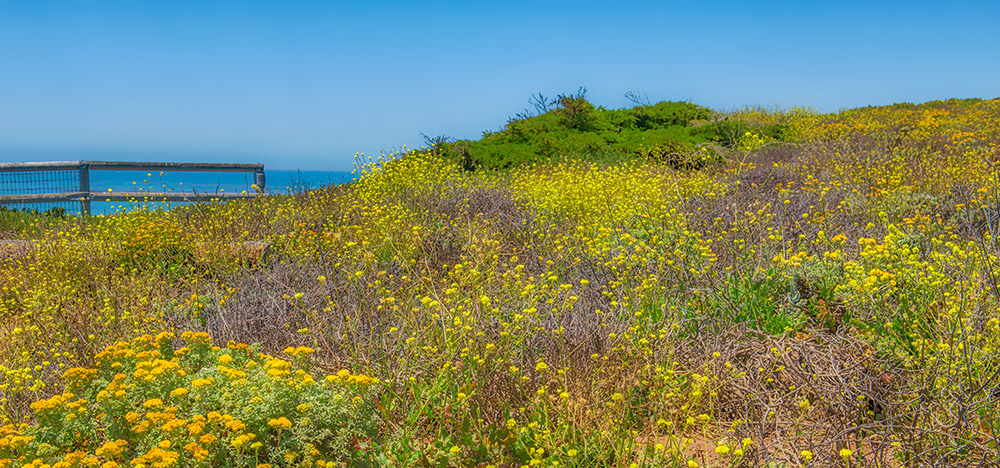 wild-flowers-growing-along-central-california-coast-photo.jpg