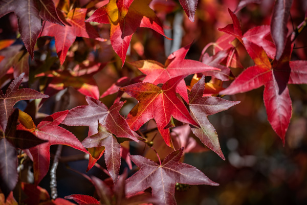 bright-red-fall-foliage-photo_8306.jpg