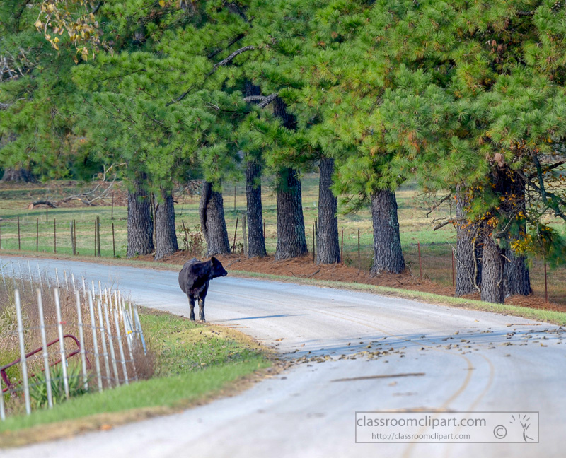 cow-on-road.jpg