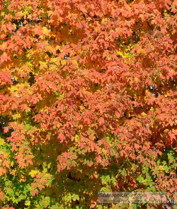 fall-colors-tree-52A.jpg