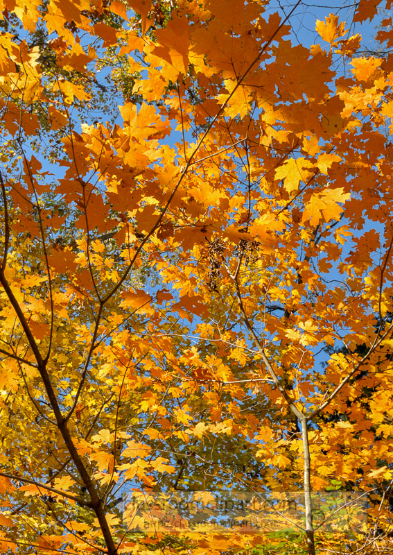 fall-folliage-tree-leaves.jpg