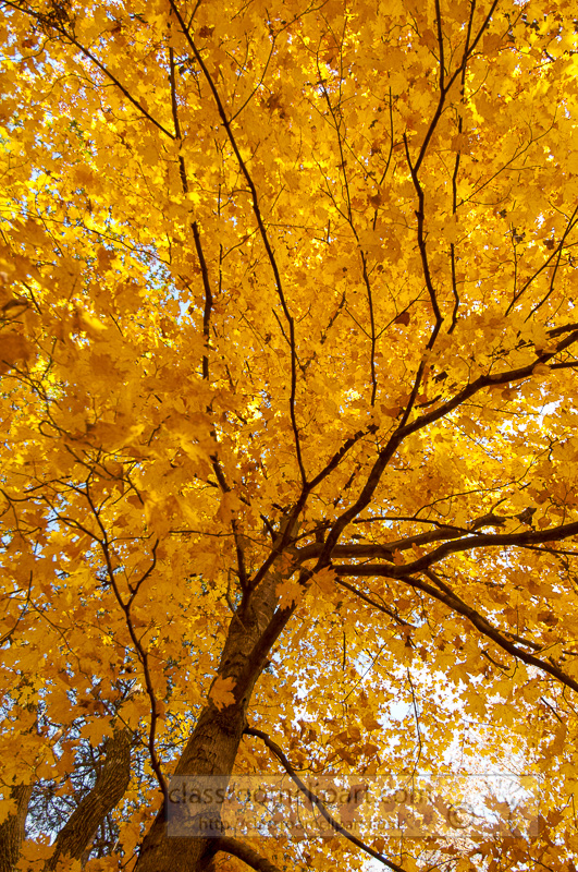 looking-up-at-tree-with-fall-color.jpg