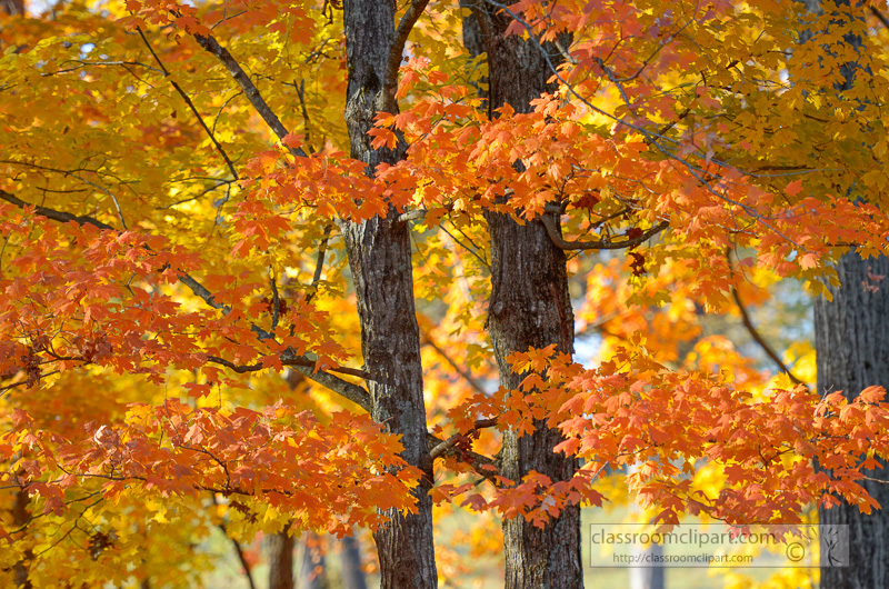 trees-fall-colors-orange.jpg