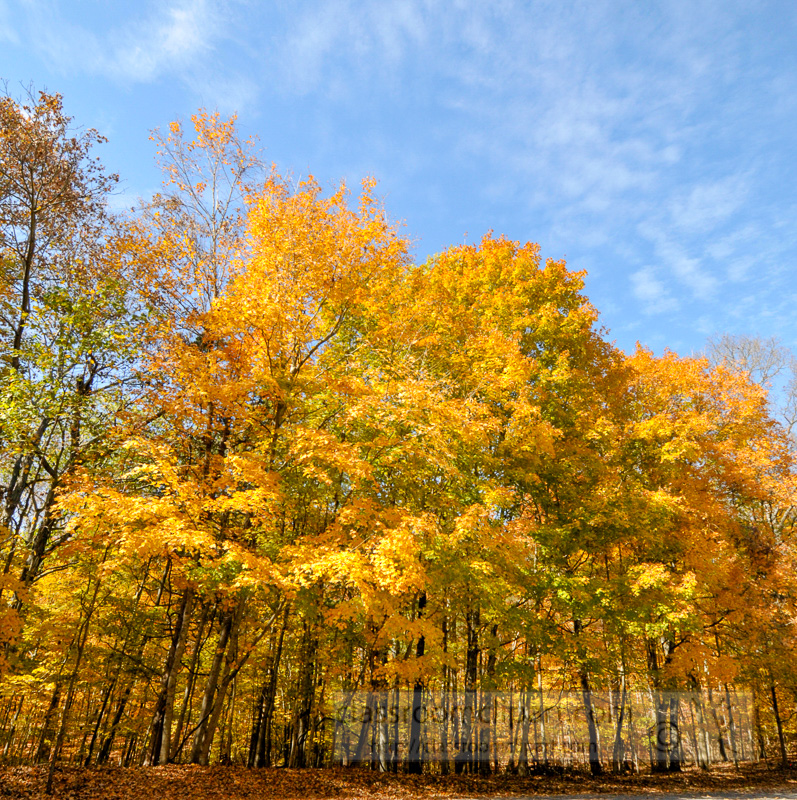 yellow-green-red-fall-colors.jpg