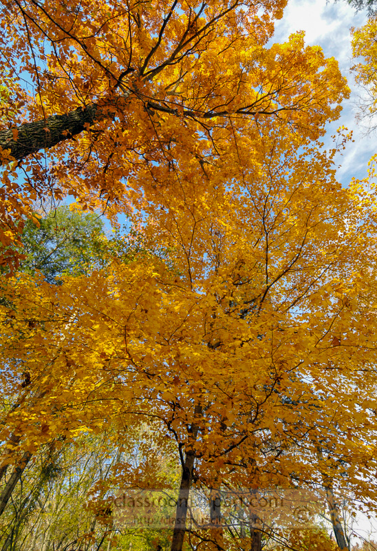 yellow-orange-leaves-on-trees-photo-image-3251a.jpg