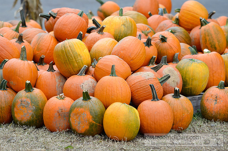 pile-pumpkins-variety-colors-183b.jpg
