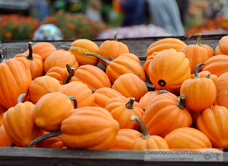 small-orange-pumpkins-picture-179A.jpg