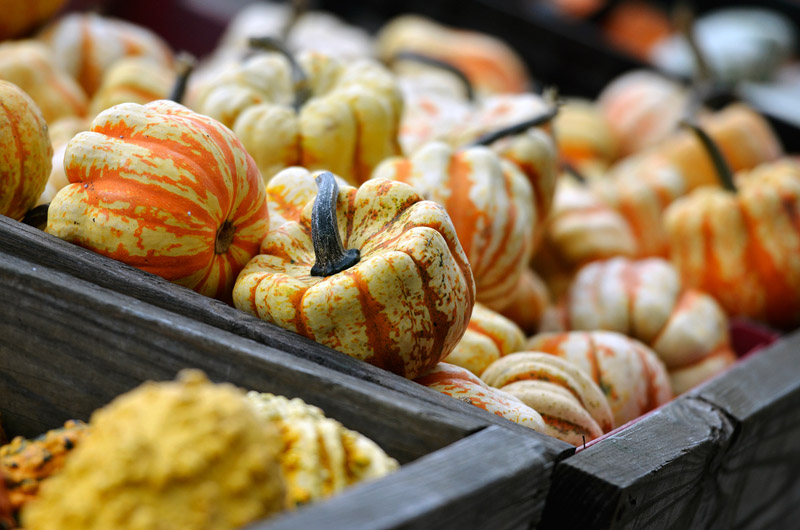 variety-harvest-blend-pumpkins-picture-189A.jpg