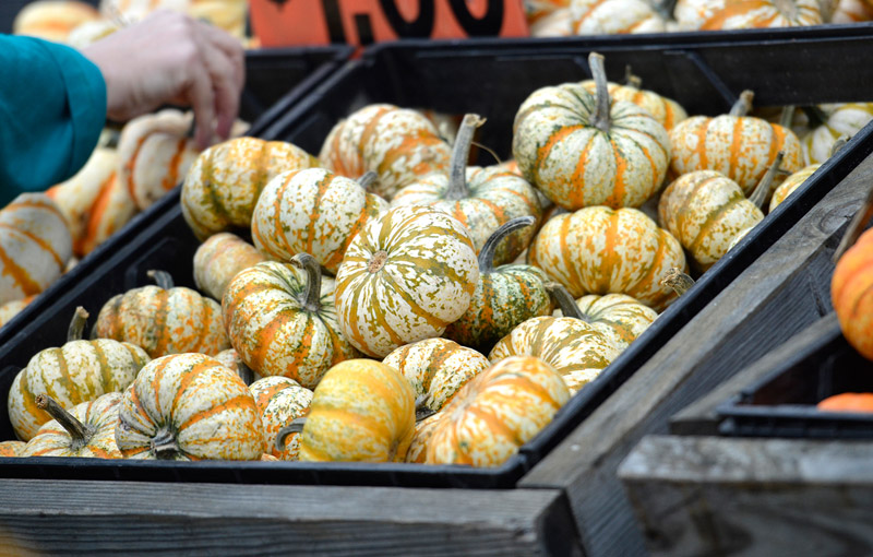 variety-harvest-blend-pumpkins-picture-88A.jpg