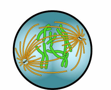 biology clipart