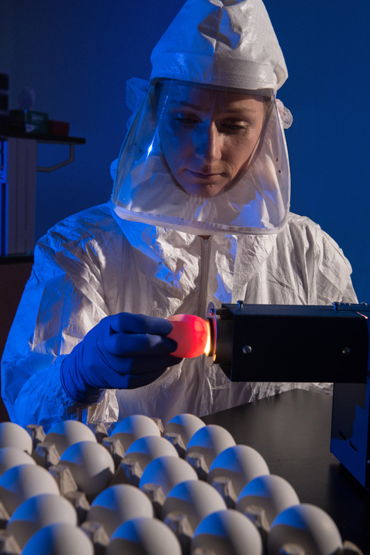 scientist-demonstrates-a-lab-technique-called-candling-on-eggs.jpg