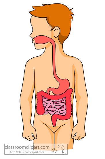 anatomy_digestive_system_organs.jpg