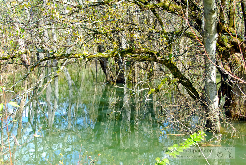 fall-tree-in-water-filled-creek_10_09_45.jpg