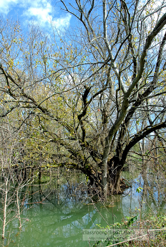 fall-tree-in-water-filled-creek_10_09_46.jpg