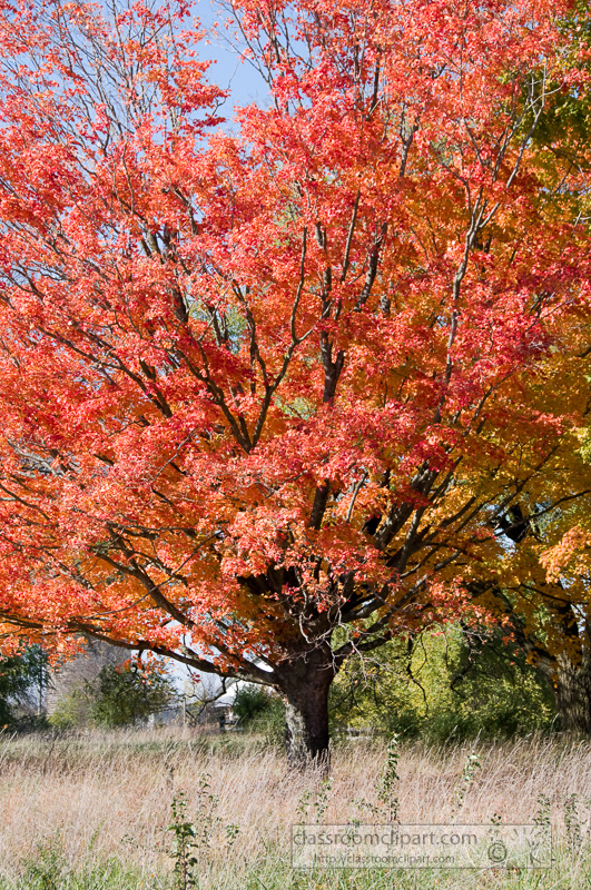 fall_leaves_0806.jpg