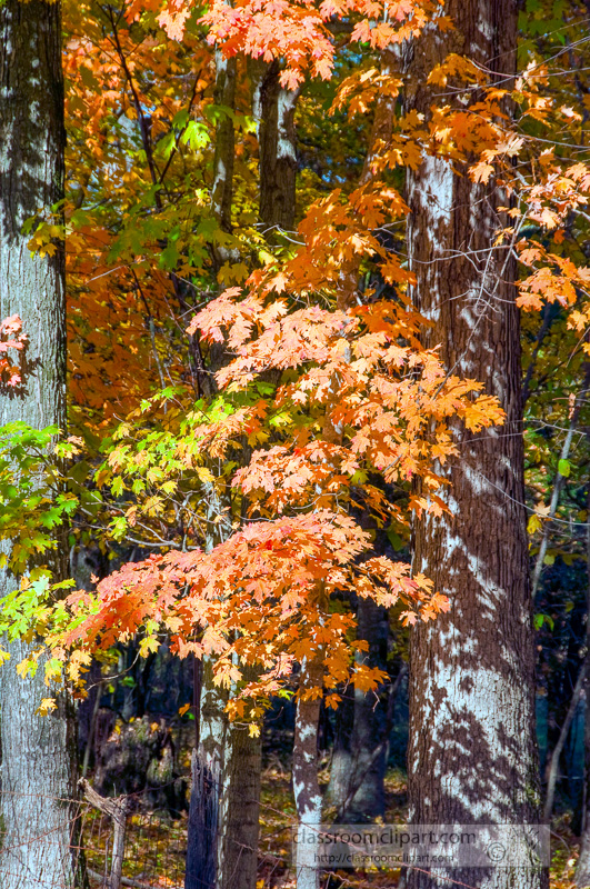 fall_leaves_0814.jpg