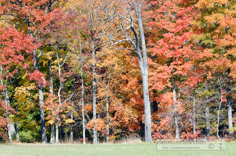 fall_leaves_0817.jpg