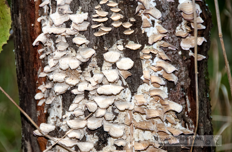large-amount-of-fungus-growing-on-a-tree.jpg