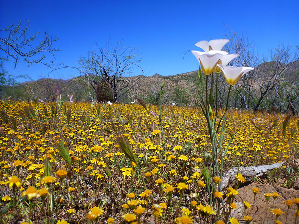 spring-wildflower-bloom-in-the-sonoran-desert.jpg