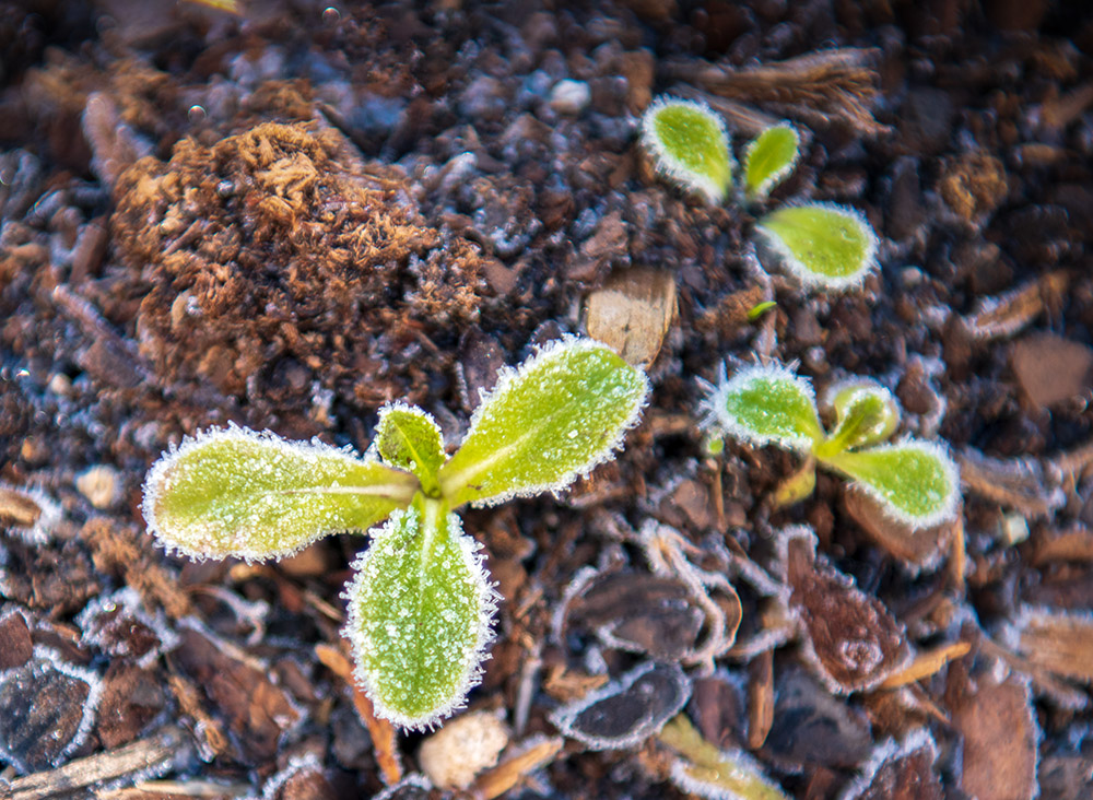 lettuce growing in winter garden with ice on leaf.jpg