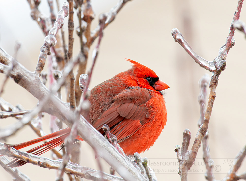 northern-cardinal-bird-resting-on-frozen-peach-branch-3.jpg