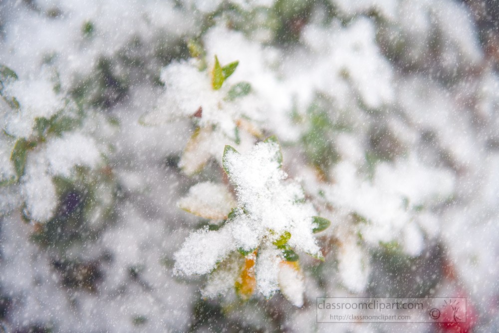 snow-accumulating-on-bush.jpg