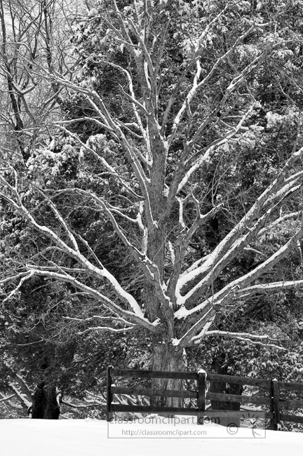 Winter Clipart Photo Image - snow_covered_trees_0263bw - Classroom Clipart