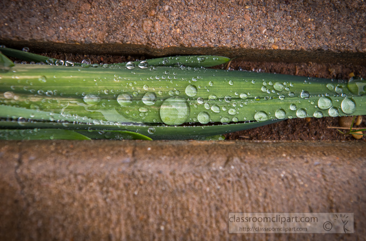 closeup-of-rain-drops-on-long-green-leaves-photo-0543.jpg